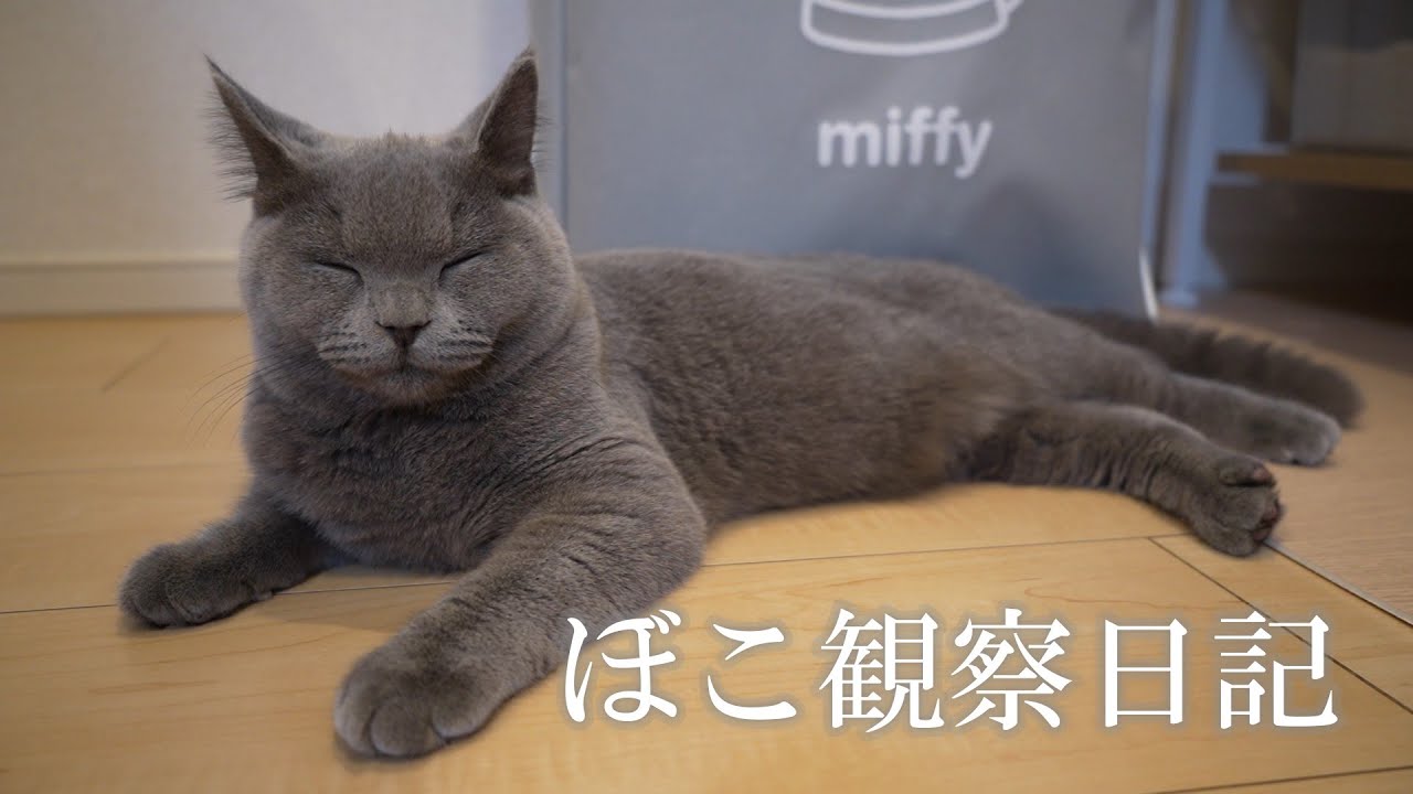 ぼこ観察日記① 【ブリティッシュショートヘア】