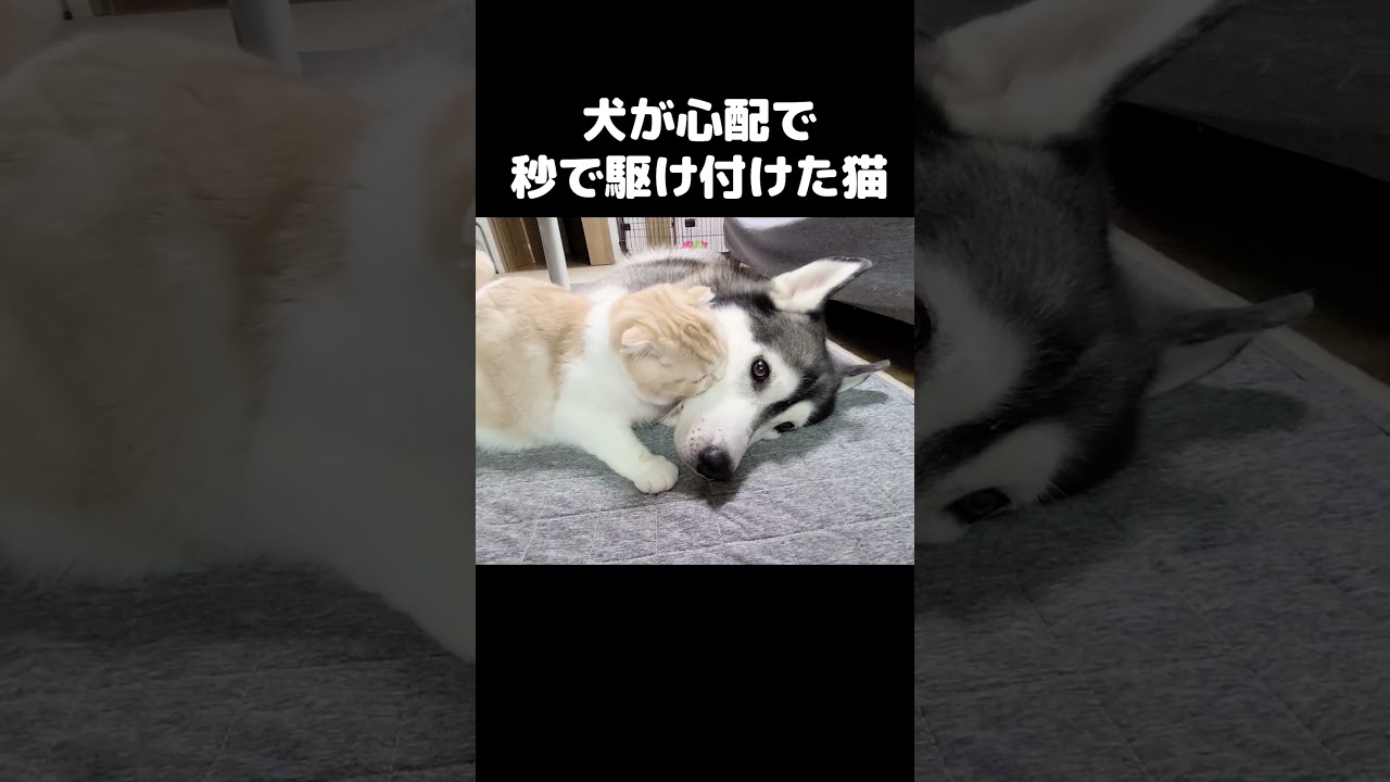 犬が元気がないと思い秒で駆け付け看病する猫がこちら...#shorts