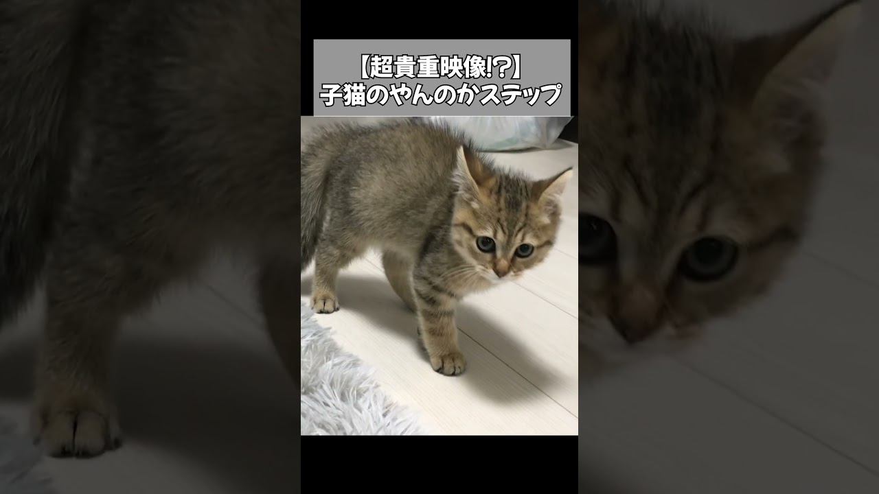 子猫のやんのかステップがヘボすぎて最高に癒しなんだが…　#shorts