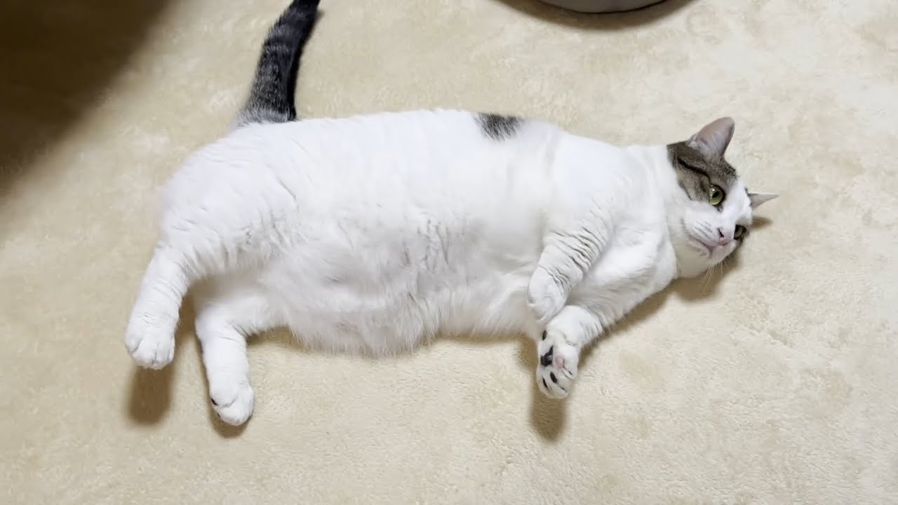 重量級の猫はいつもこんな感じで落ちていきます