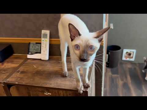 ペットショップCoo&RIKU　トンキニーズ　598557