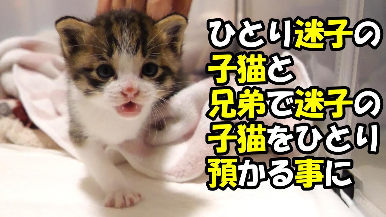 子猫の卒業の日に新しく保護された子猫たちを預かる事になる【赤ちゃん猫　保護猫】