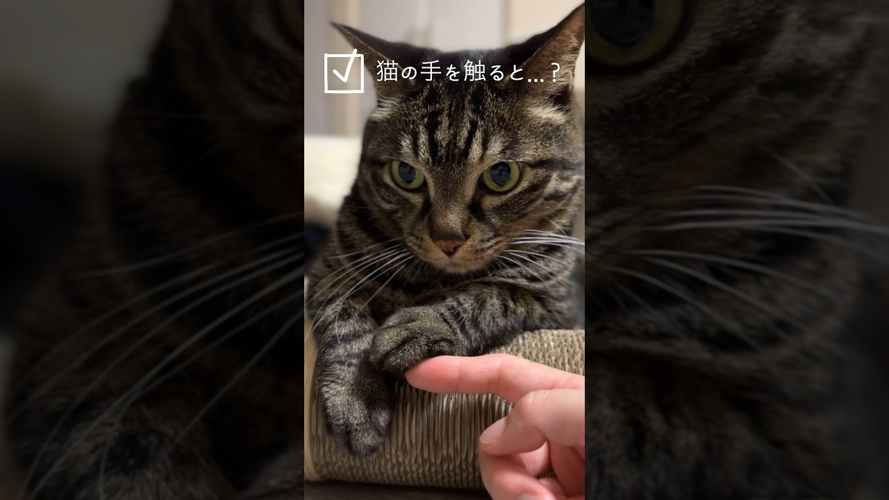 猫の手を触ると...？#猫 #cat #shorts