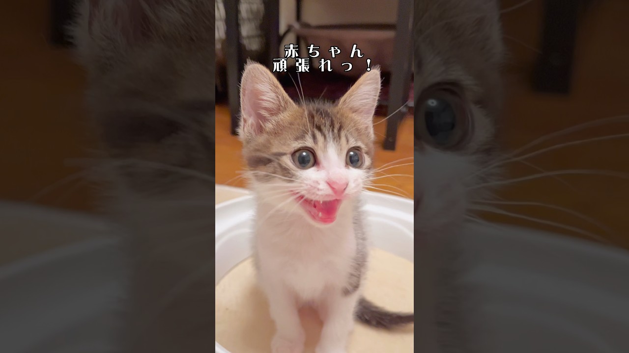 クラッキング初心者の子猫がかわいすぎた…w【預かり保護猫】