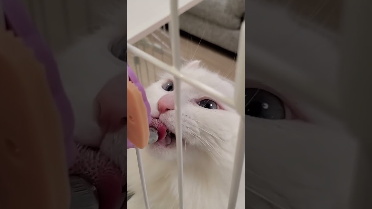 【ASMR】猫が水を飲むだけの動画 #shorts #アメリカンカール #猫動画