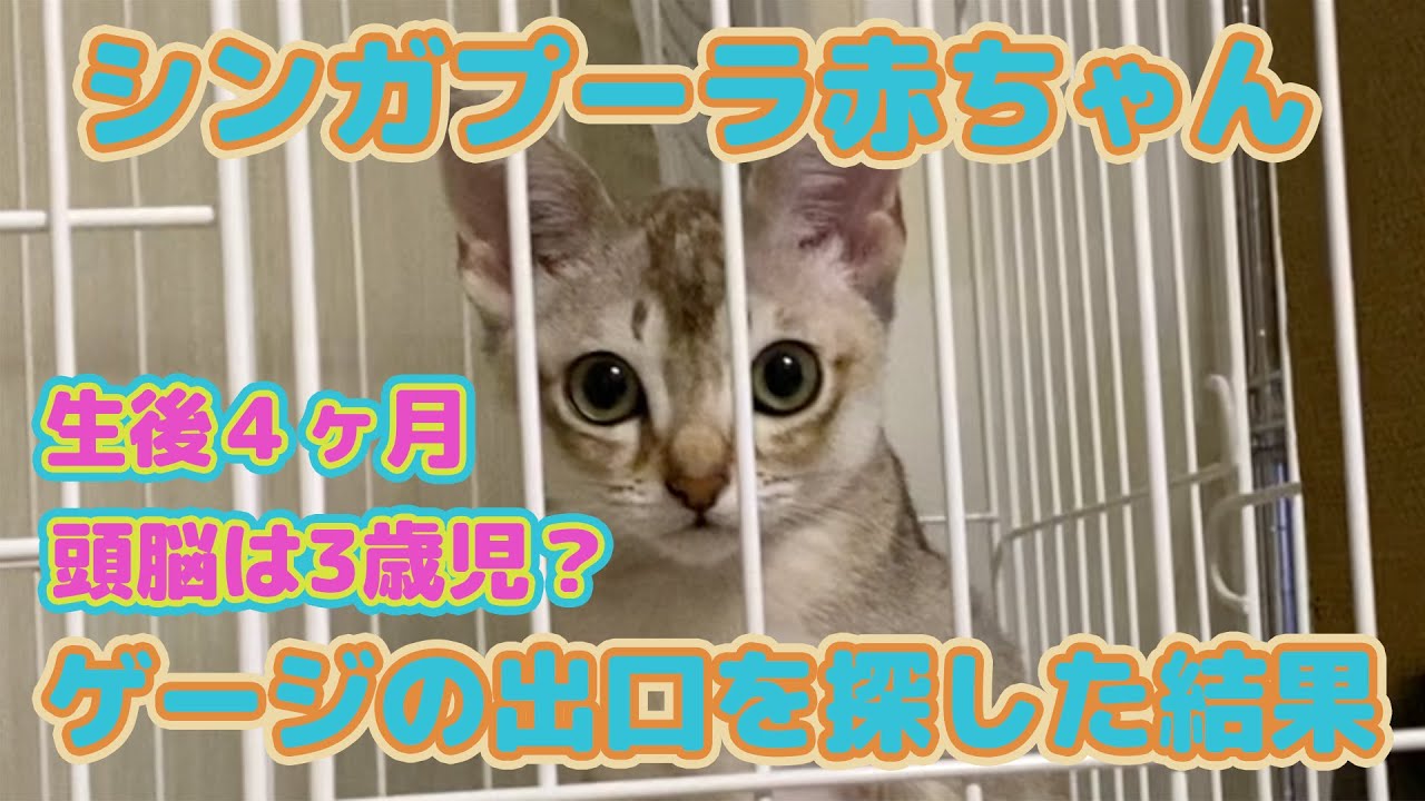 出口を探すセラ社長【Singapura】