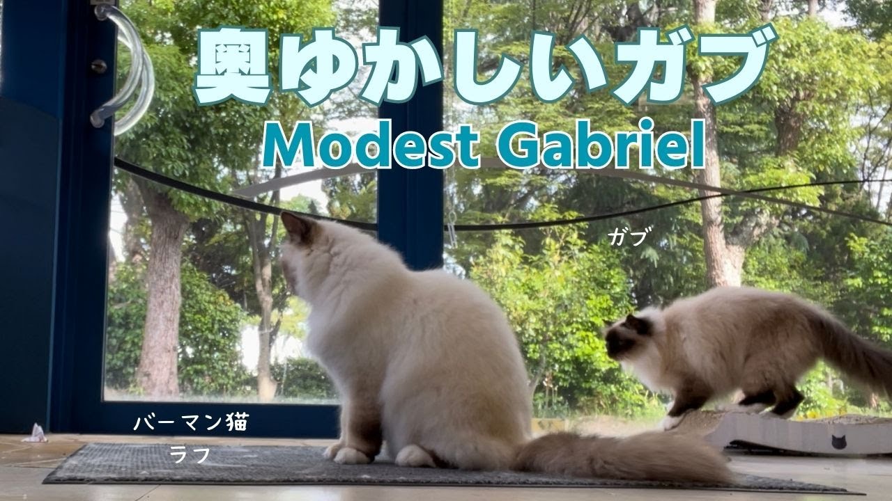 バーマン猫ガブとラフ【奥ゆかしいガブ】Modest Gabriel（バーマン猫）Birman/Cat
