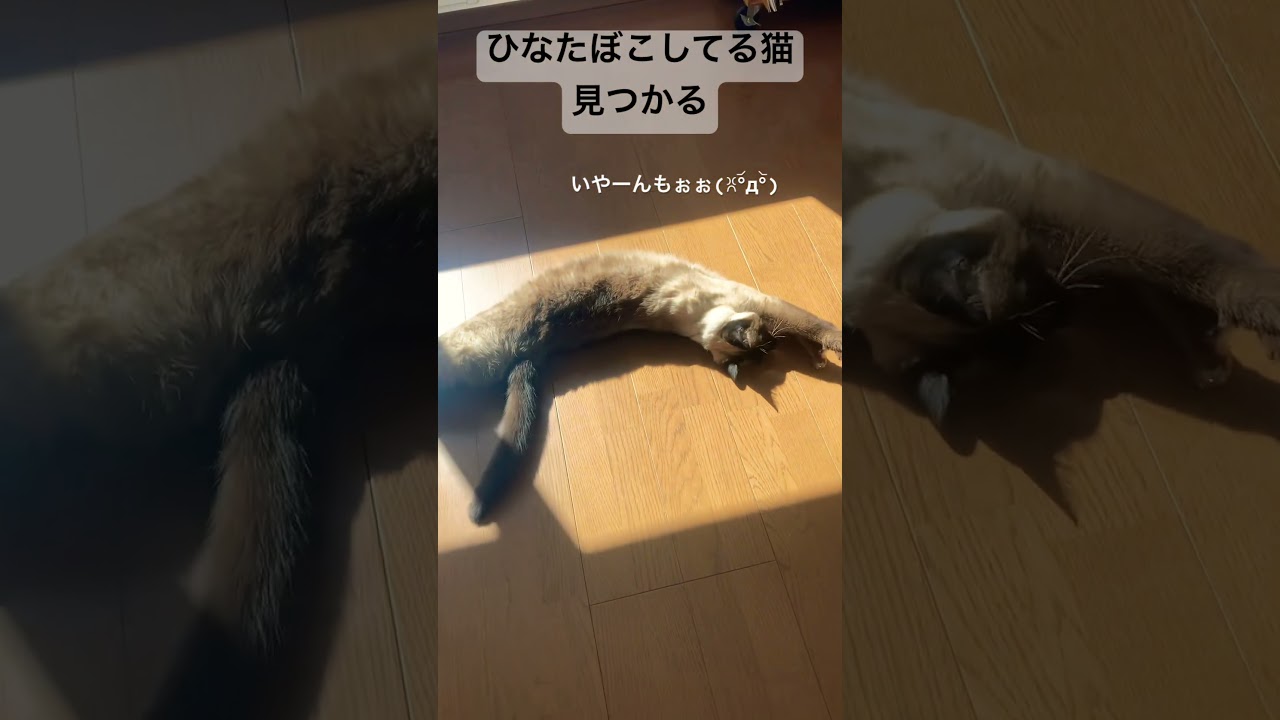 【シャム猫】クールなおこげがユルい日向ぼっこを見つかった反応がかわいかった。