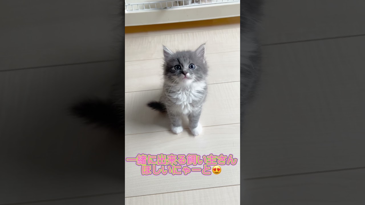 マイペースなラパーマちゃん🩷 【お問合せ詳細は説明欄に記載あります】  #マンチカン #子猫 #ブリーダー直販 #猫 #猫のいる暮らし #ミヌエット #子猫販売 #ラパーマ #スクーカム #猫動画