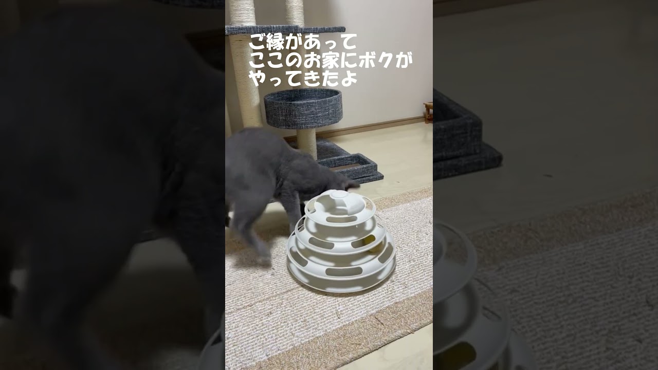 8年前ロシアンブルー＆現在ロシアンブルー　＃shorts　＃猫