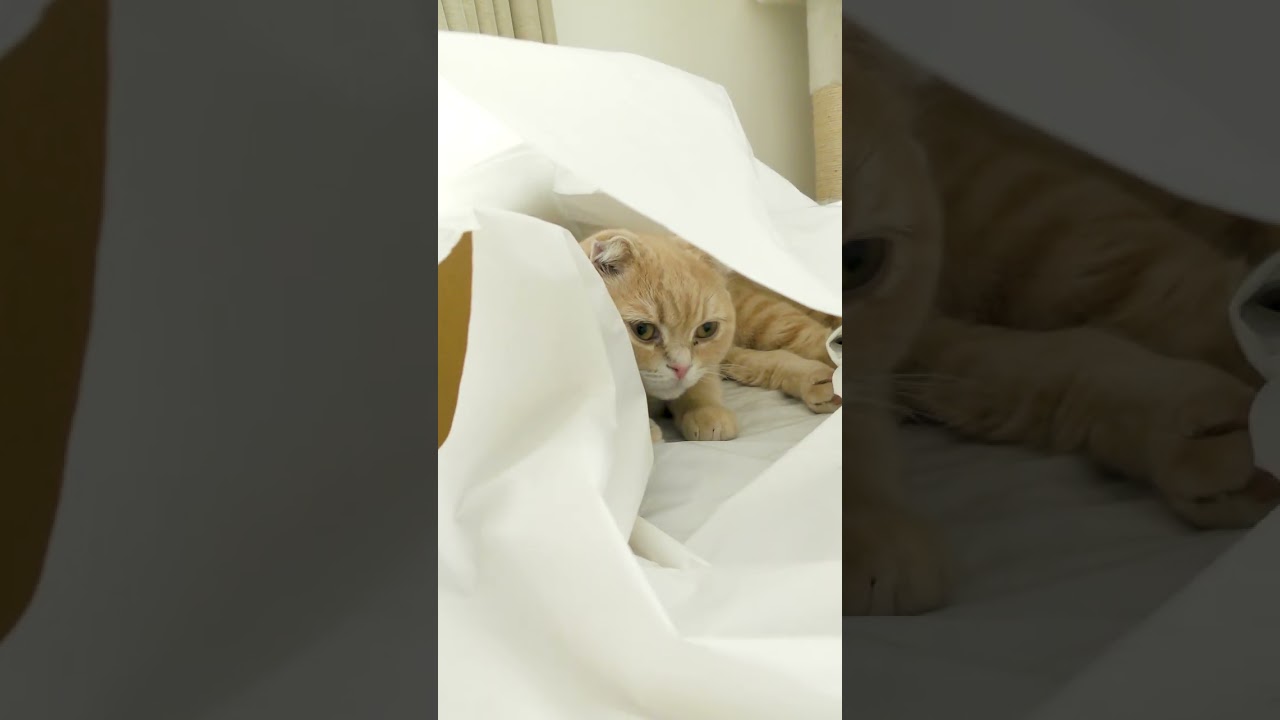子猫はどこにいるでしょうか【スコティッシュフォールド】#shorts #かわいい #子猫