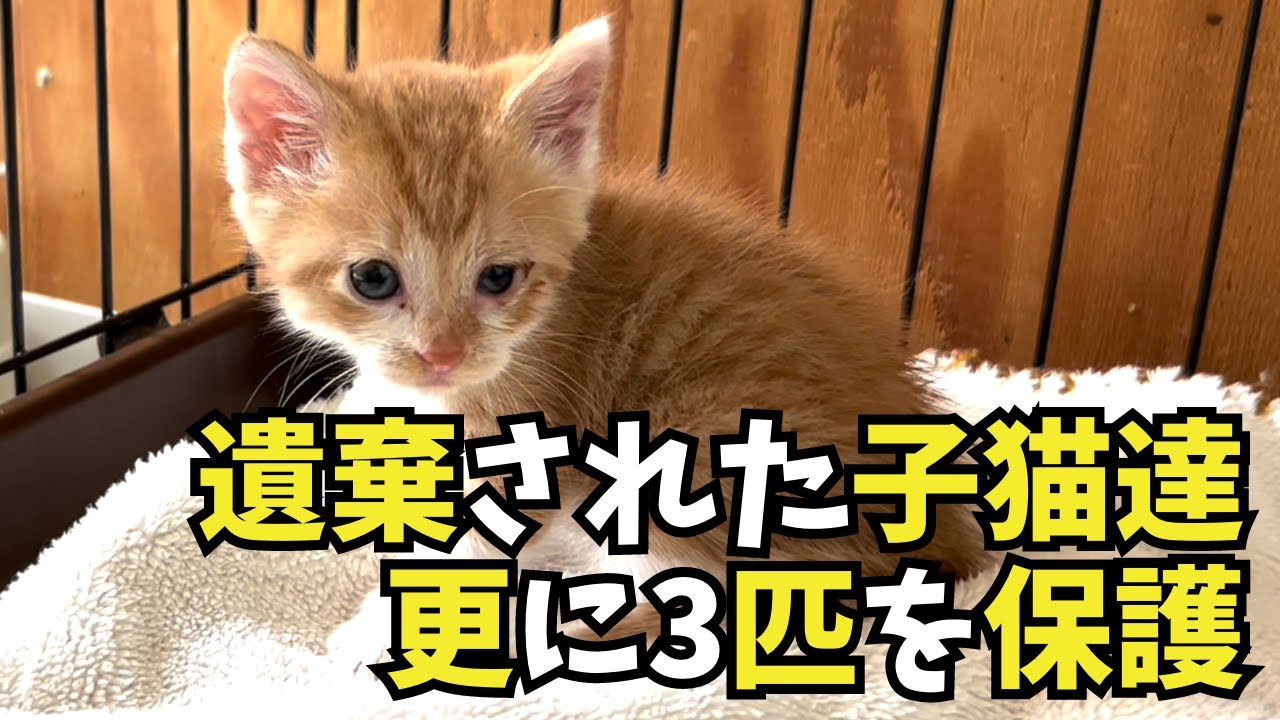 【置き去りにされた猫達】新たな子猫がやってきた