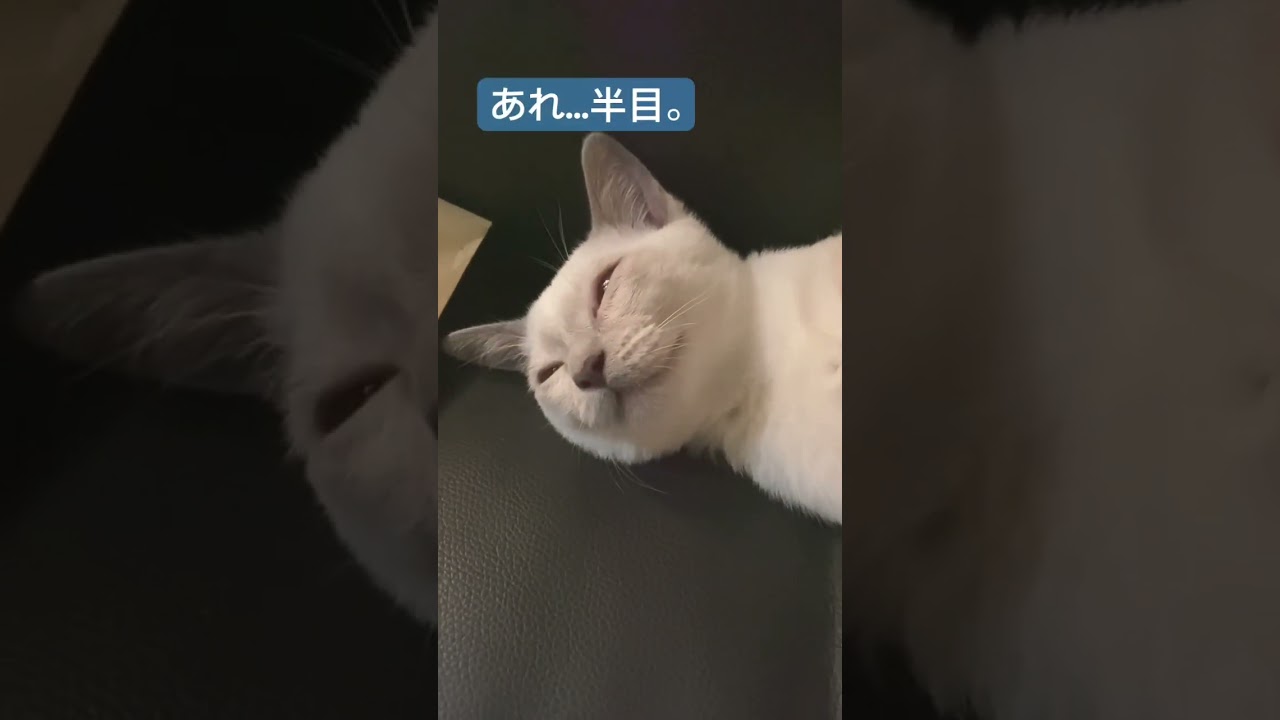 コハクがキョンシー化したらこうなった #トンキニーズ #こねこ #ねこのいる生活