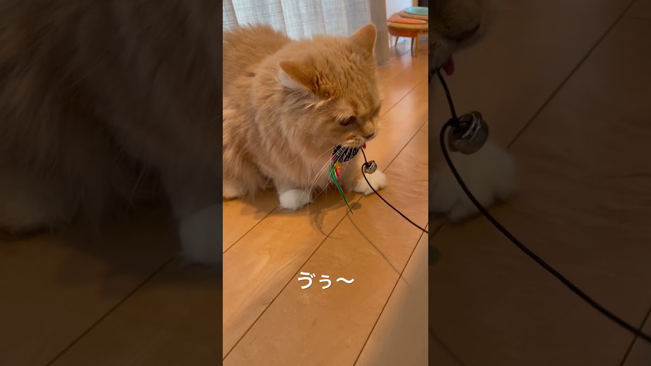 凶暴化するラガマフィン母 #猫のいる暮らし #猫動画 #猫