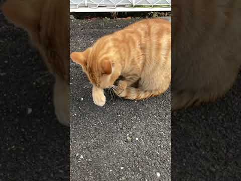 満足な茶トラ猫　A satisfied brown cat with a full stomach.