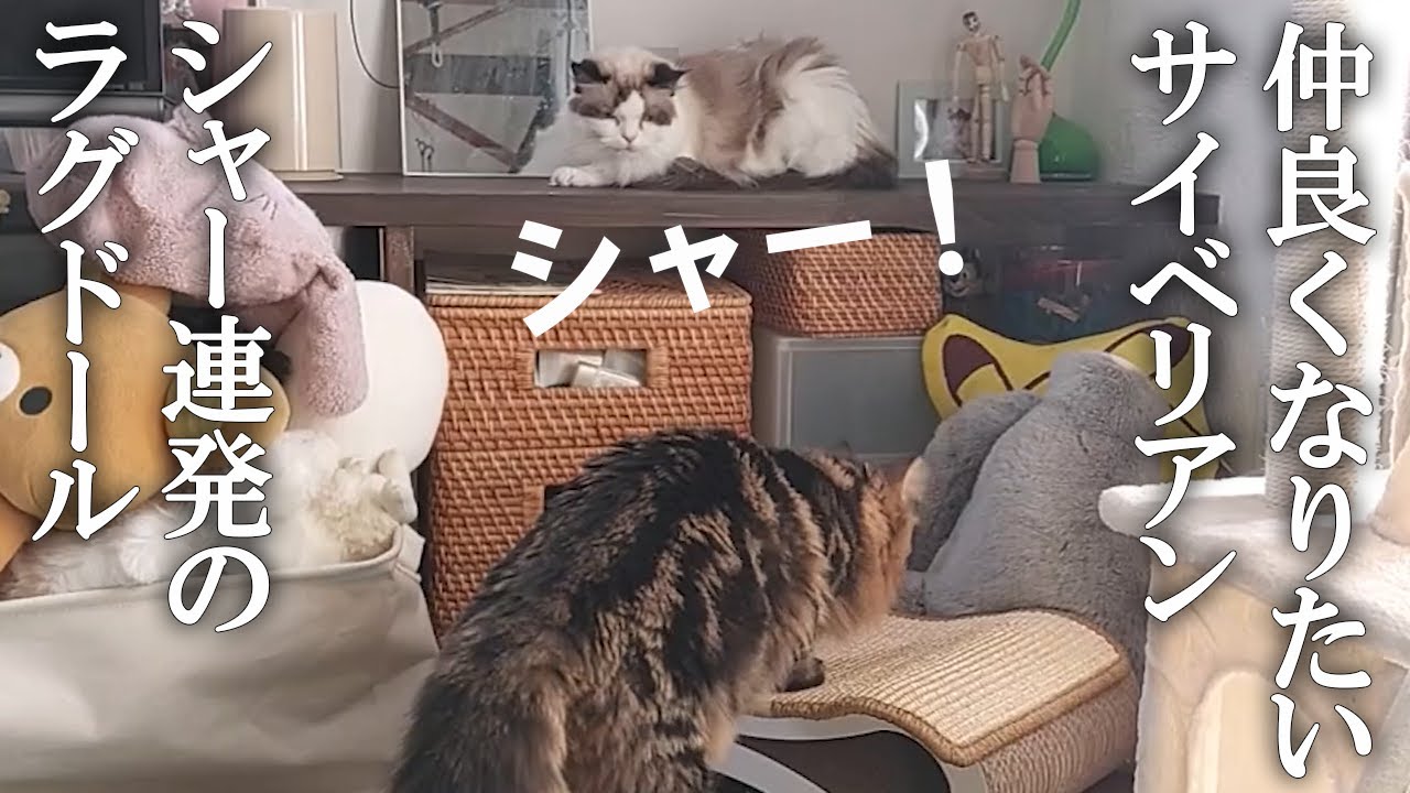【同居5日目】仲良くなりたい甘えん坊サイベリアン子猫に、シャーを連発する保護猫ラグドール姉さん！ 仲良くなるのは何日後？