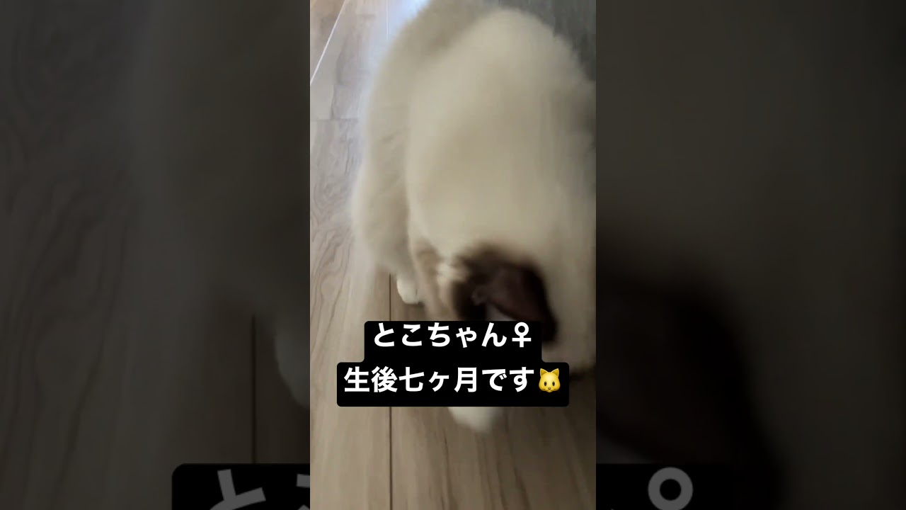 ラグドールの子猫が可愛い動画#kitten #ragdoll #アライグマ #たぬき #ねこ #ラグドール #ラグドール子猫 #cat #こねこ #ねこのいる生活 🐱