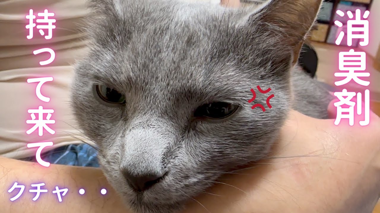 甘える相手を間違えた猫（ロシアンブルー）