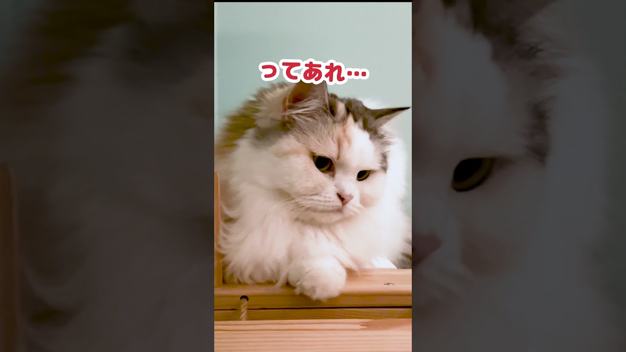 つくしから内緒のお知らせ #Shorts