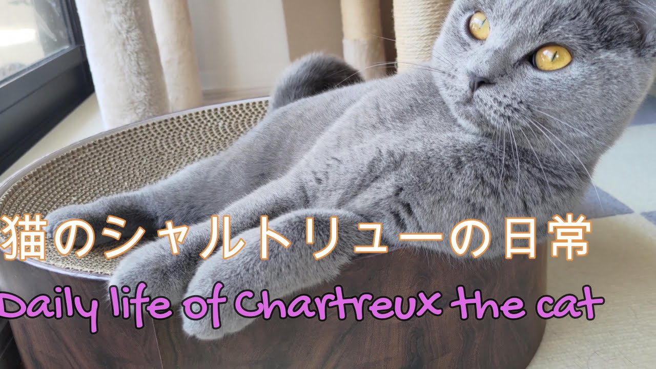 猫のシャルトリューと過ごす日常