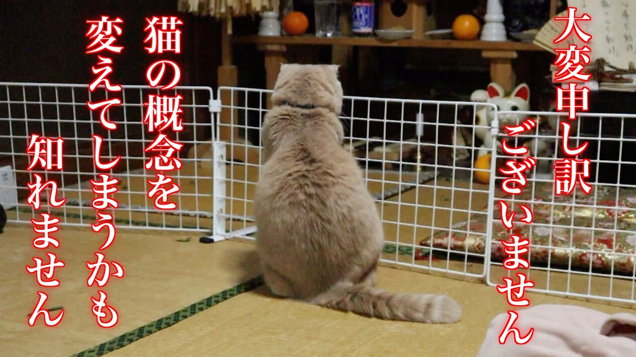 【閲覧注意】犬より従順な猫【スコティッシュフォールド】
