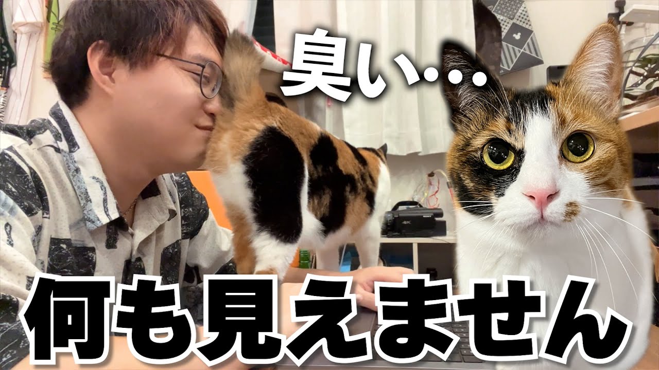 お尻を飼い主の顔面に押しつけて仕事の邪魔をする猫です。