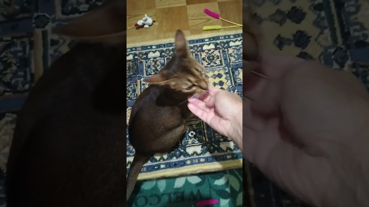 ネコ動画あび＃1694　#shorts　あびの毎日　アビシニアン　あび