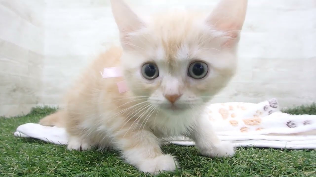 Coo&RIKU　No00637032 アメリカンショートヘアー