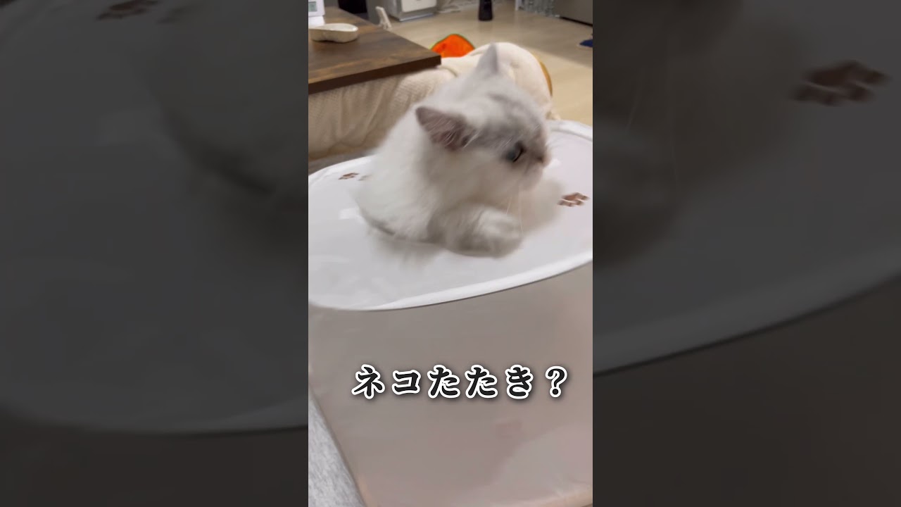 ペルシャ女子のネコたたき？ #ペルシャ #猫動画 #shorts  #もぐらたたき