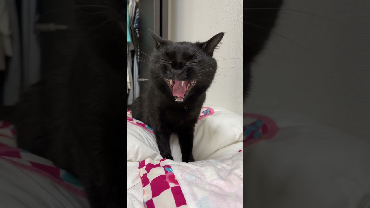 あり得ない所から猫が出てきた瞬間の映像