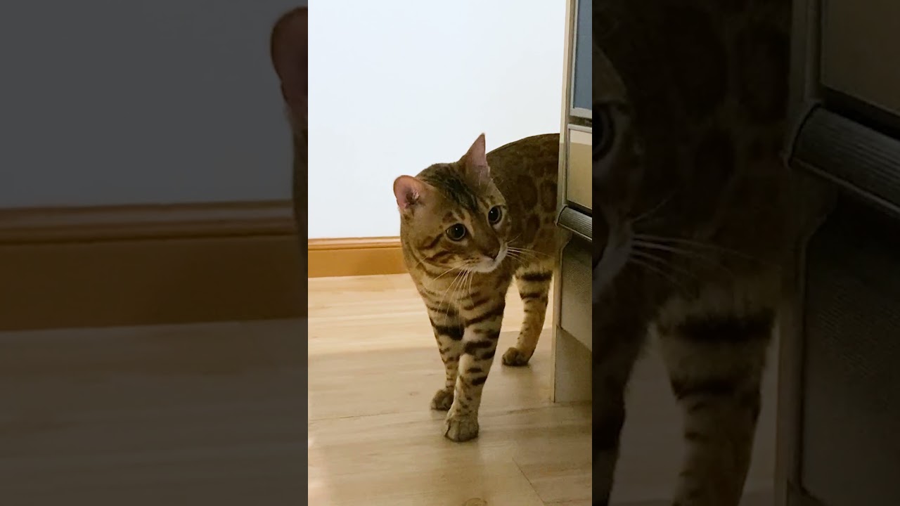 トイレ をしたら報告 しにくるベンガル猫 #shorts