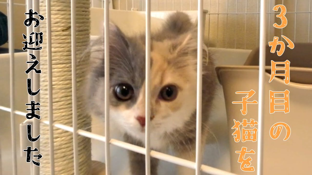 ３か月の子猫をおむかえしました！【スコティッシュフォールド】【生後三ヶ月】