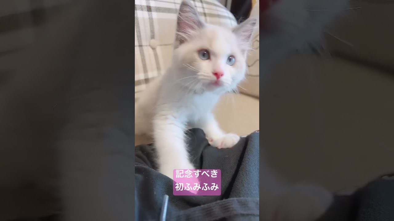 ラグドール子猫の初ふみふみいただきました。天使かな？ #ねこのいる生活 #ラグドール #猫 #子猫