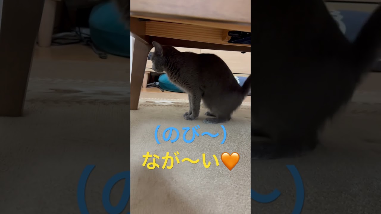 「のび〜」が長くて可愛い猫（ロシアンブルー）#shorts