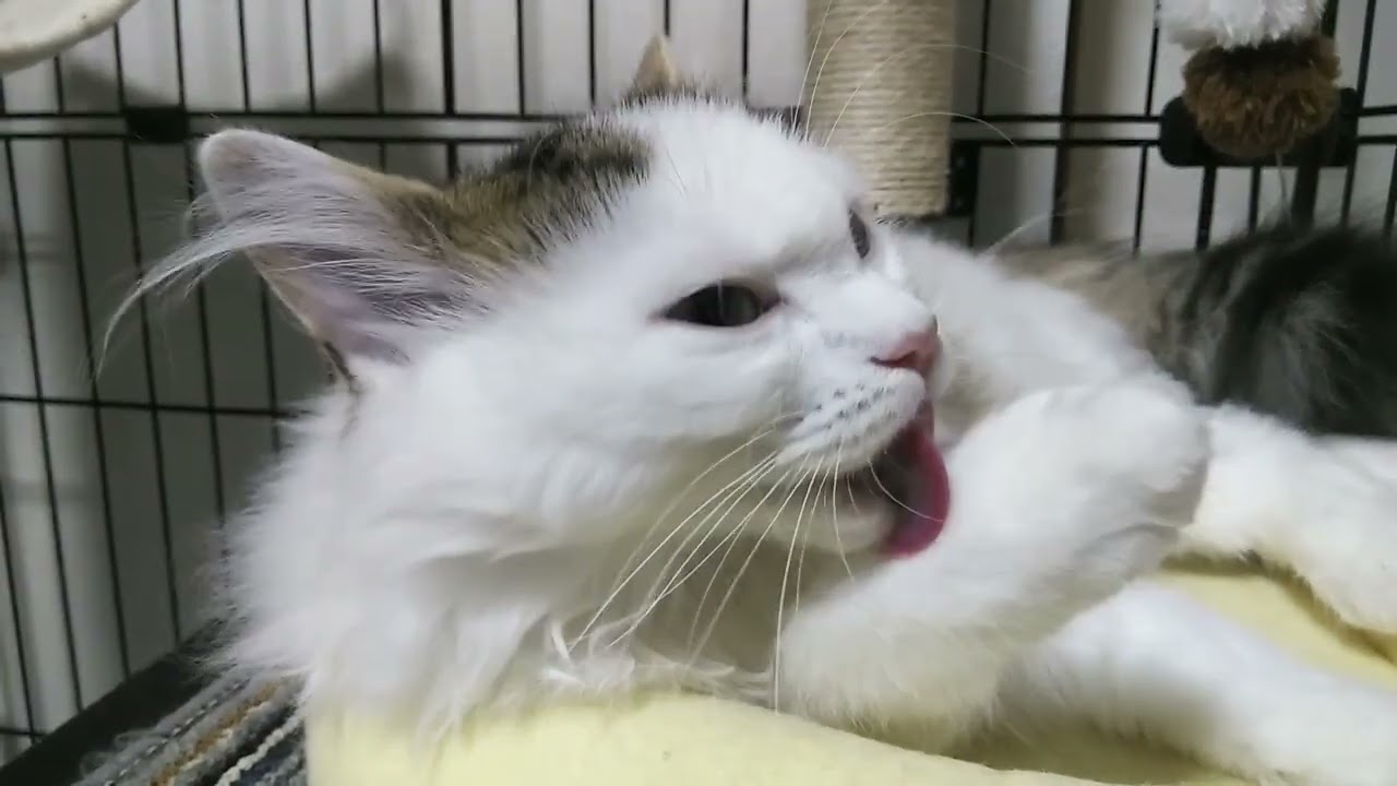 イケメンマンチカンを観察してみた　ハル5ヶ月