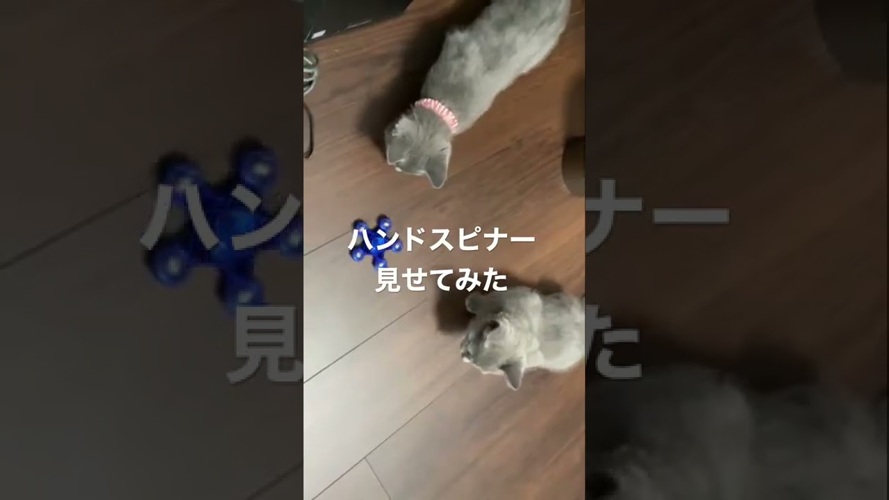 シャルトリューの仔猫にハンドスピナー見せてみたら反応がかわいすぎる #シャルトリュー #猫 #猫のいる暮らし #chartreux