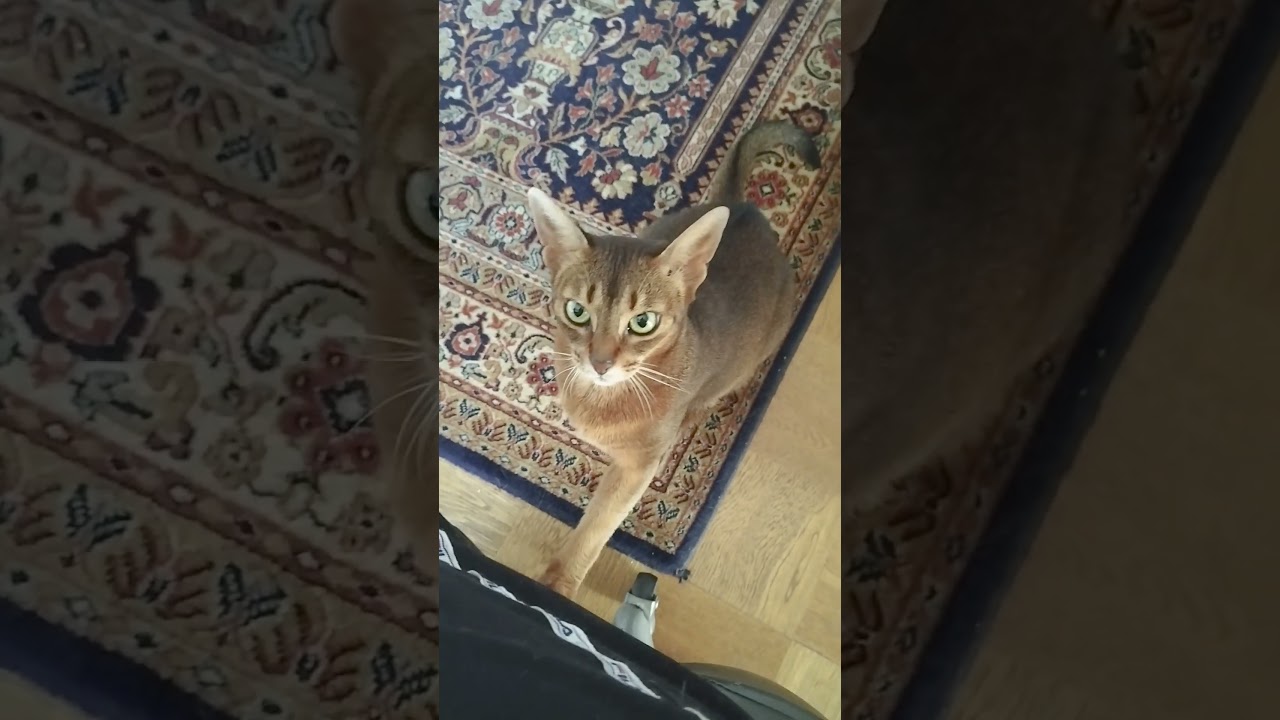 ネコ動画あび＃1436　#shorts　あびの毎日　アビシニアン　あび