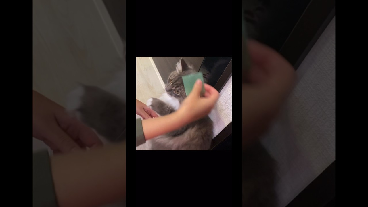 猫の頭にテープ貼ってみたら…#ねこ動画 #サイベリアン #cat #shorts