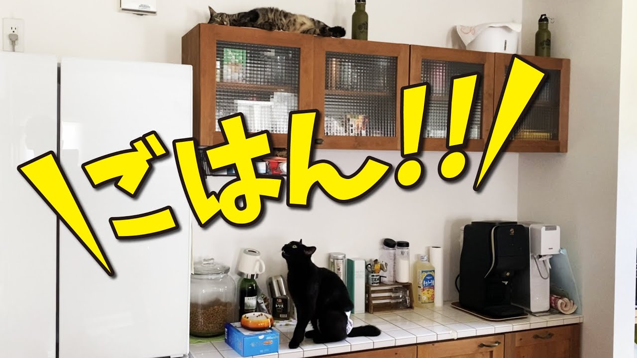 「ご飯食べる？」と聞いたら流暢な日本語で猫が返事をしてきた！