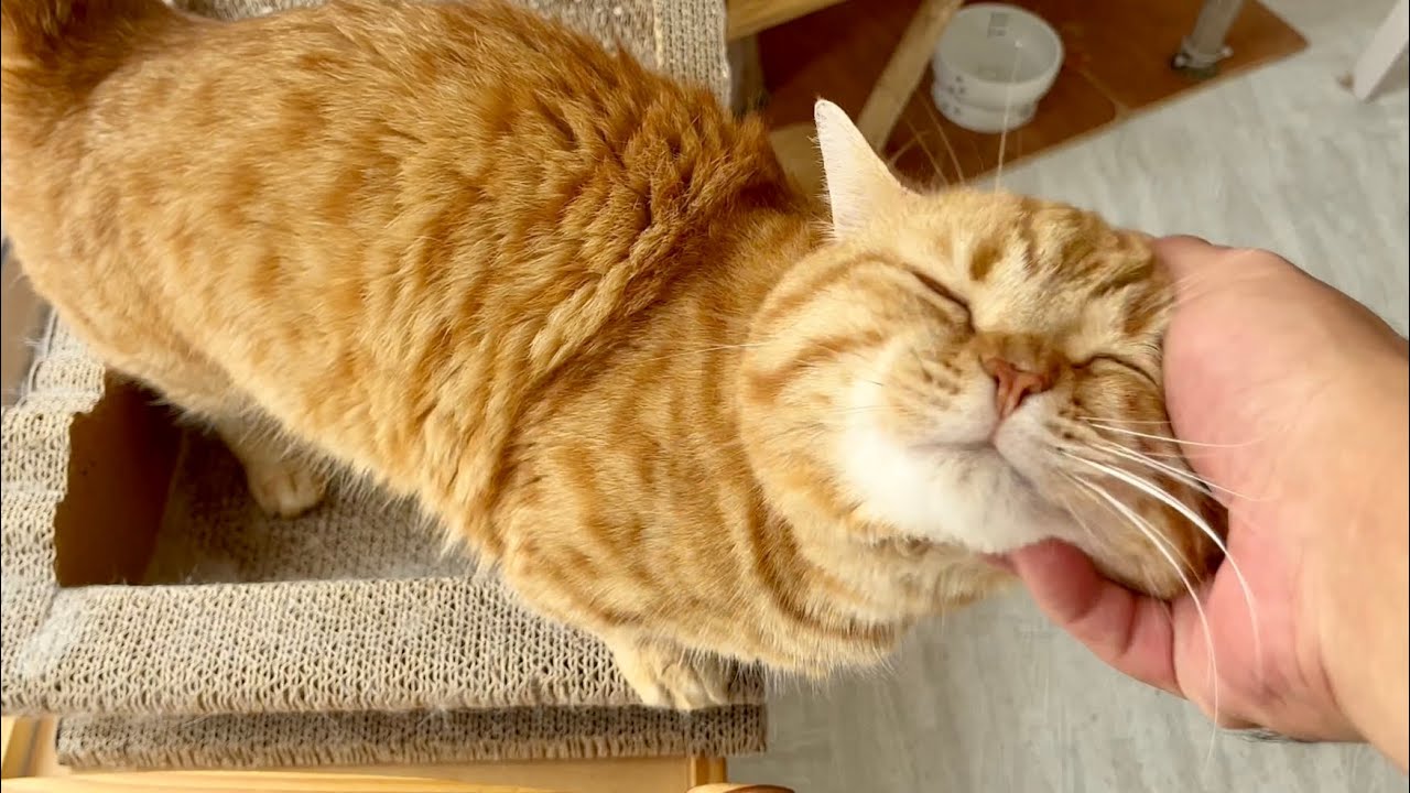 頭すりすりこすりつけて甘えてくるマンチカンの茶々パパがかわいい！