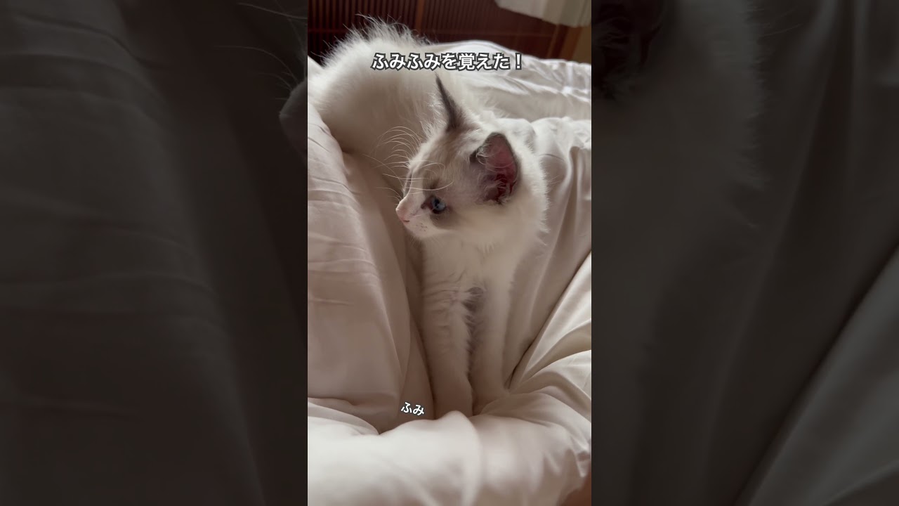 【ラグドールのわたげ】ふみふみを覚えた猫 #shorts #猫 #ラグドール