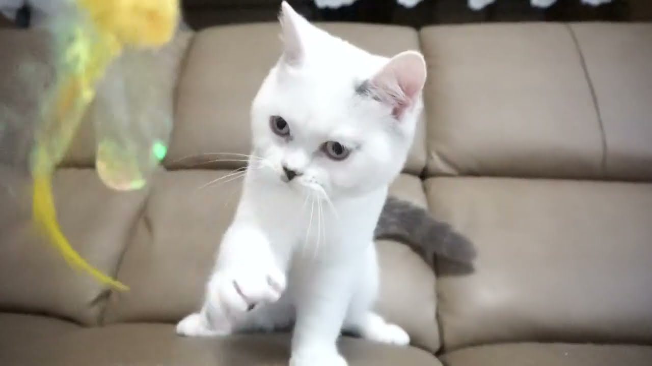 ブリティッシュショートヘアー子猫　British Shorthair　2023.1.8産まれ　シールポイント　男の子　シーダキャット猫のお店