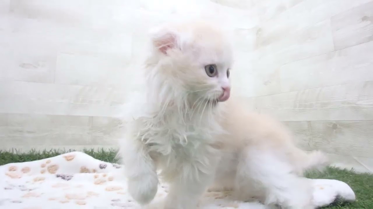 Coo&RIKU　No00636812 スコティッシュフォールド