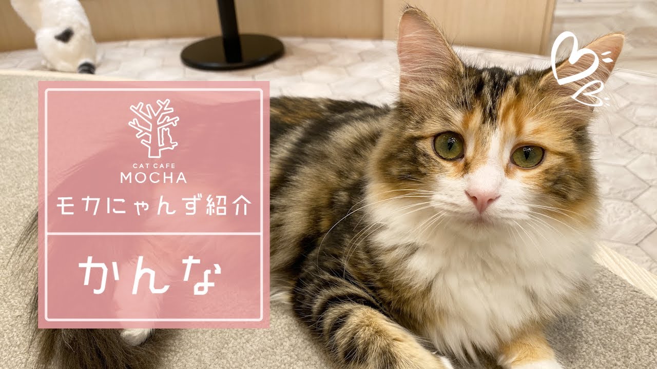 かんな（ノルウェージャンフォレストキャット♀）東久留米店