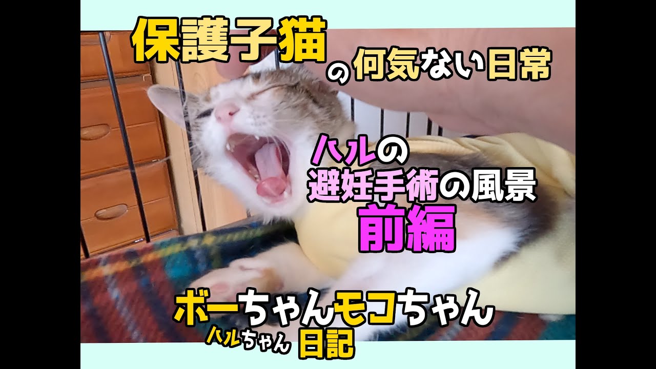 【＃保護子猫ボーちゃんモコちゃん日記②】ハルちゃん避妊手術の前後の風景 前編