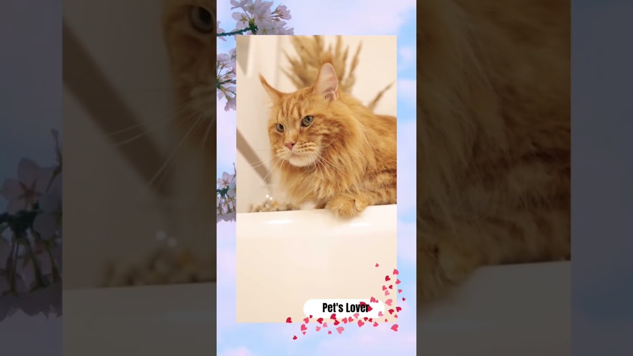 FULL OF BROWN HAIRY  CAT 😼 ♥️✨ |