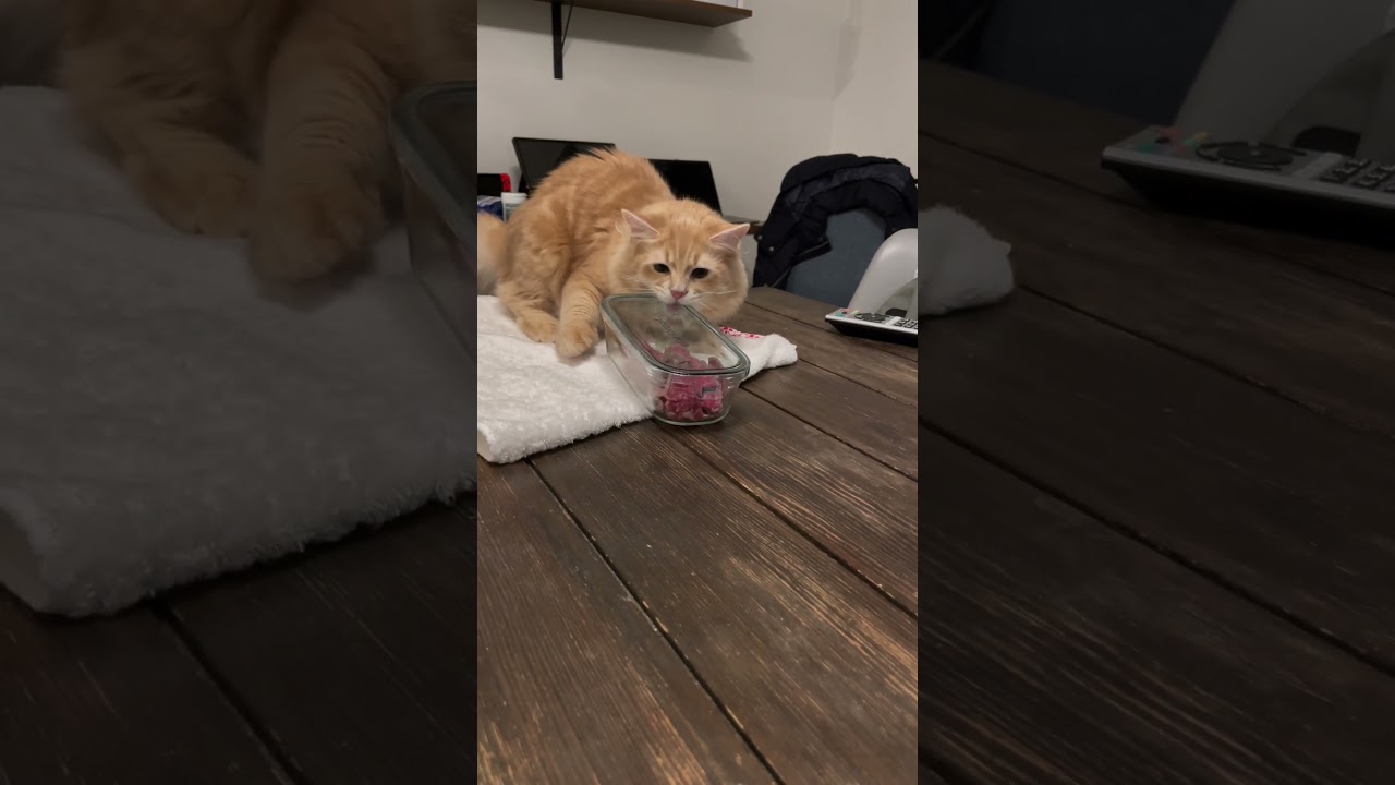 猫ってやっぱり肉食なのね…【サイベリアン】