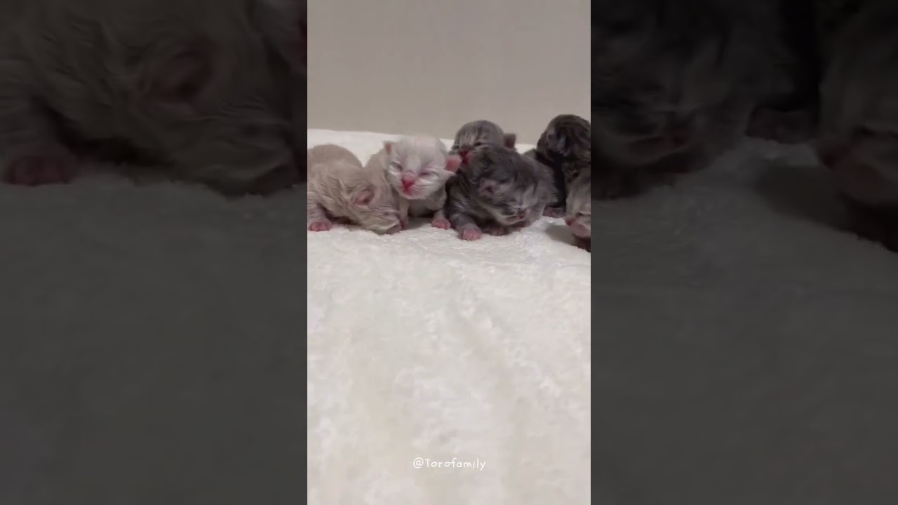 【ミヌエット子猫】おまんじゅうみたい♡DAY2