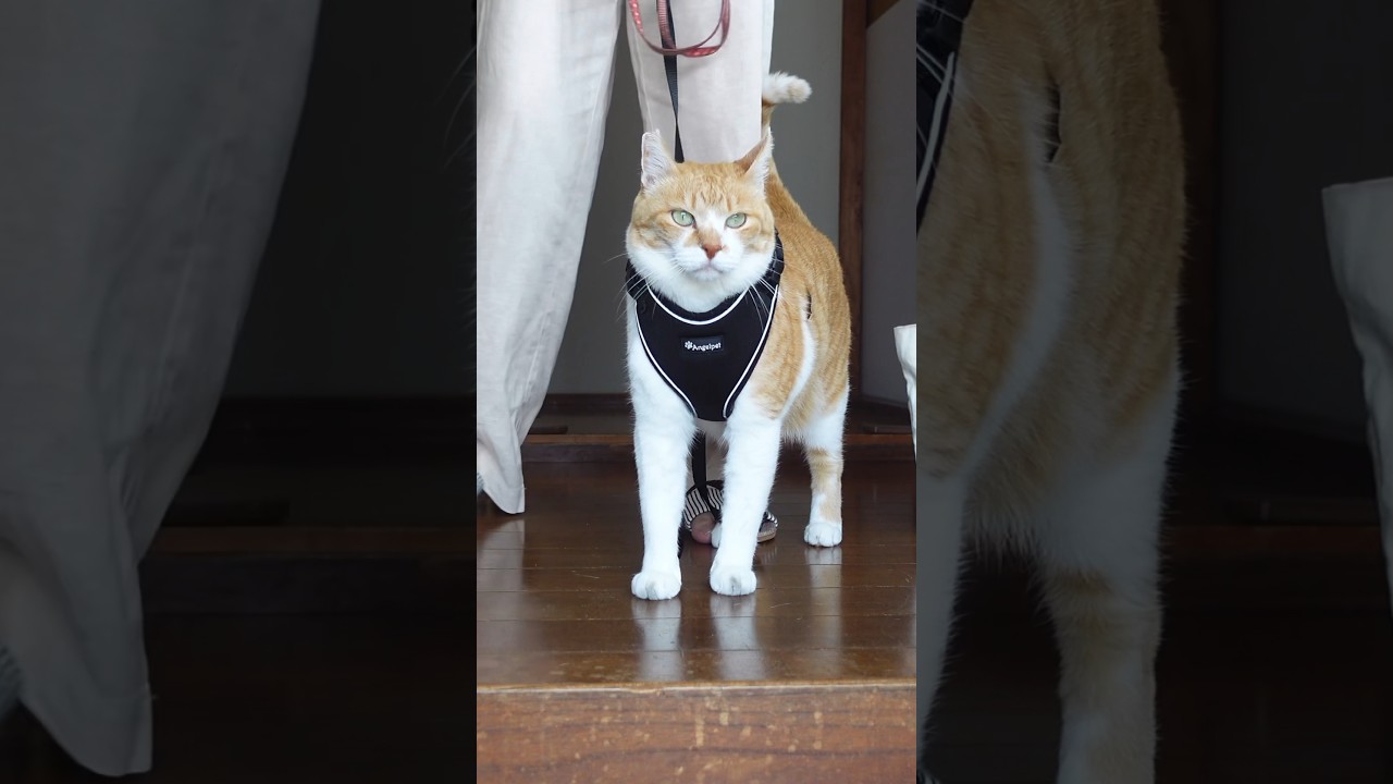 散歩行く猫が出陣にしか見えない #元野良猫チャチャ #cat #ねこ #猫 #ねこさんぽ #猫武将#猫侍　#shorts
