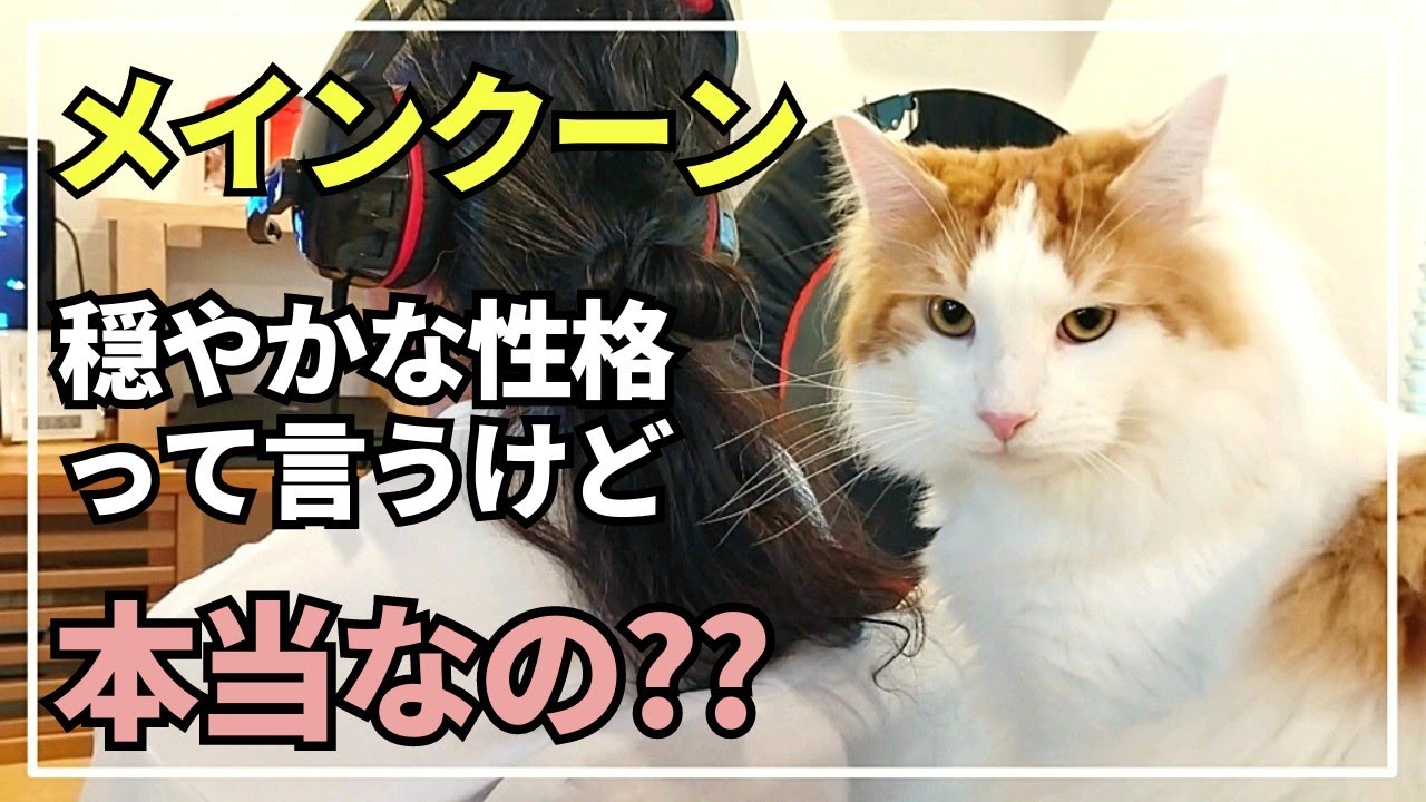 メインクーンがパパに牙を剥きました【大型猫メインクーン】